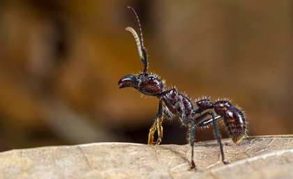 A black ant with yellow front legs and its head raised on a dry, brown leaf